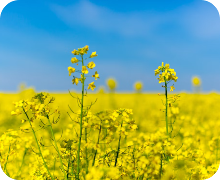 Ukrainian field