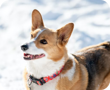 Cheddar dog in a winter
