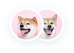 shiba