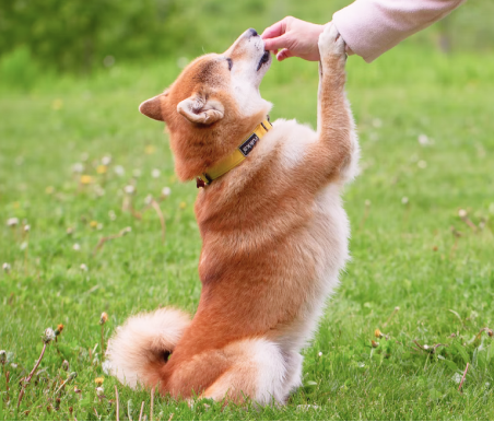 Shiba Inu sitting on green grass