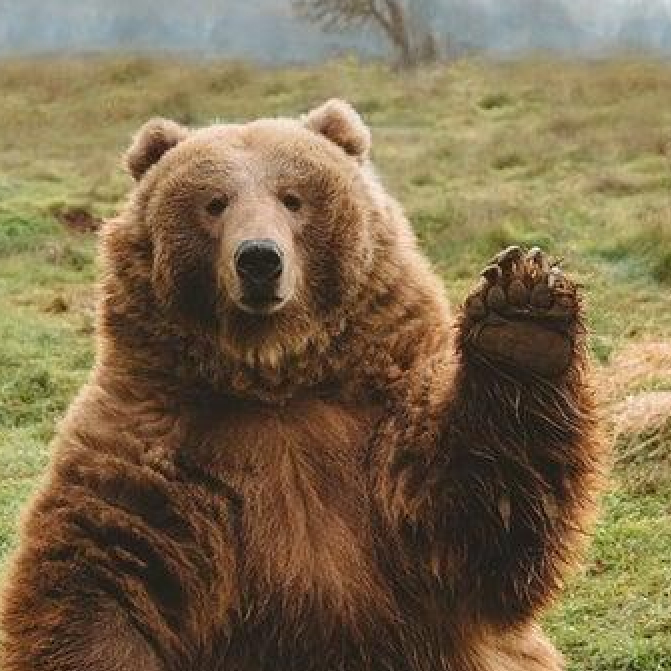 Bear waving hello
